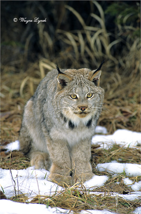 Canada Lynx 104 by Dr. Wayne Lynch &copy;